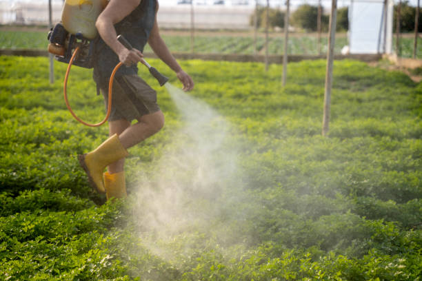 Best Pest Removal Services  in Sky Valley, CA